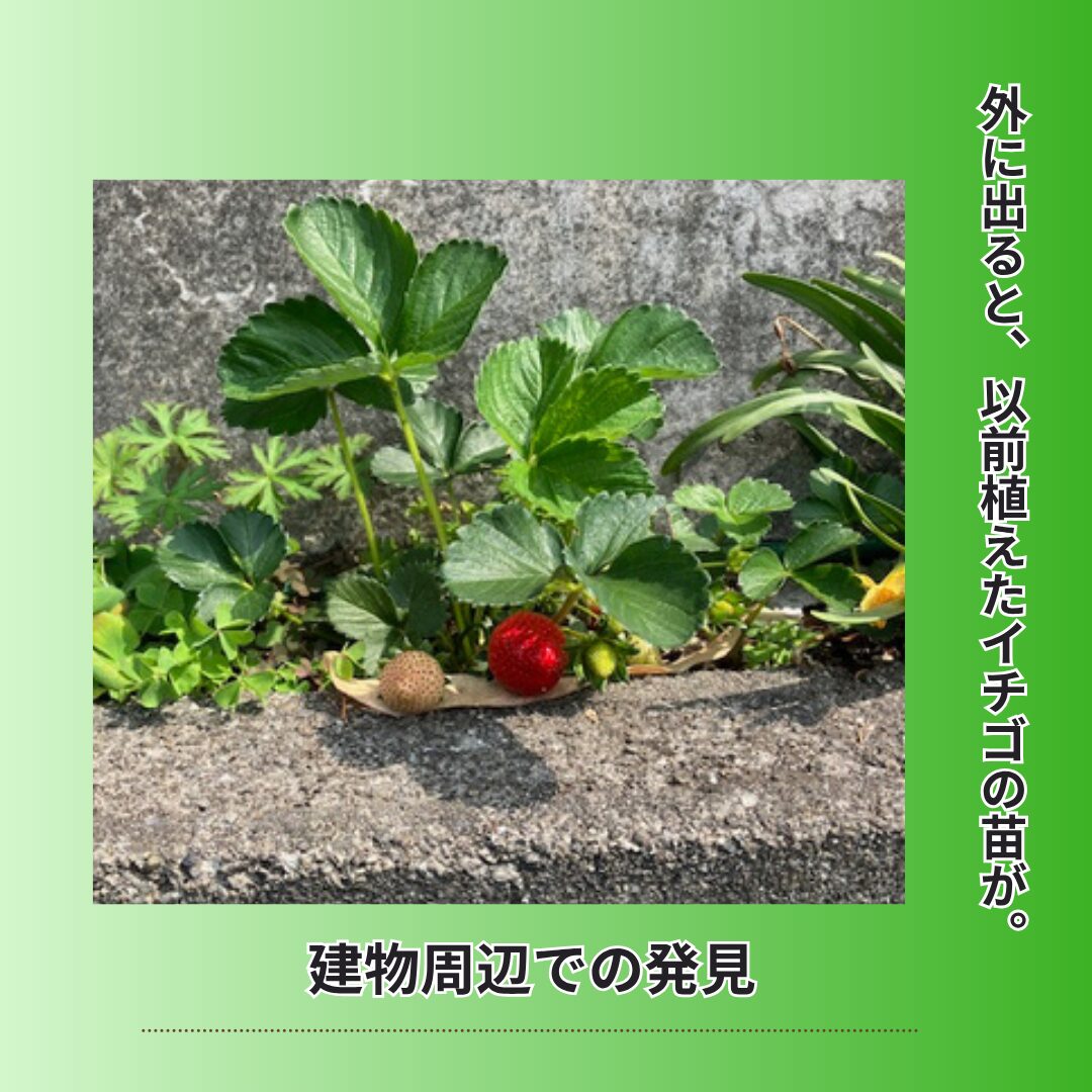 建物周辺で発見したイチゴの苗