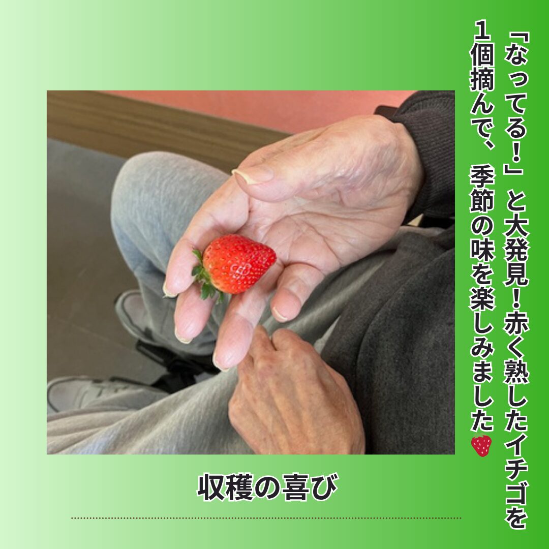 利用者様の手のひらに乗った収穫したイチゴ