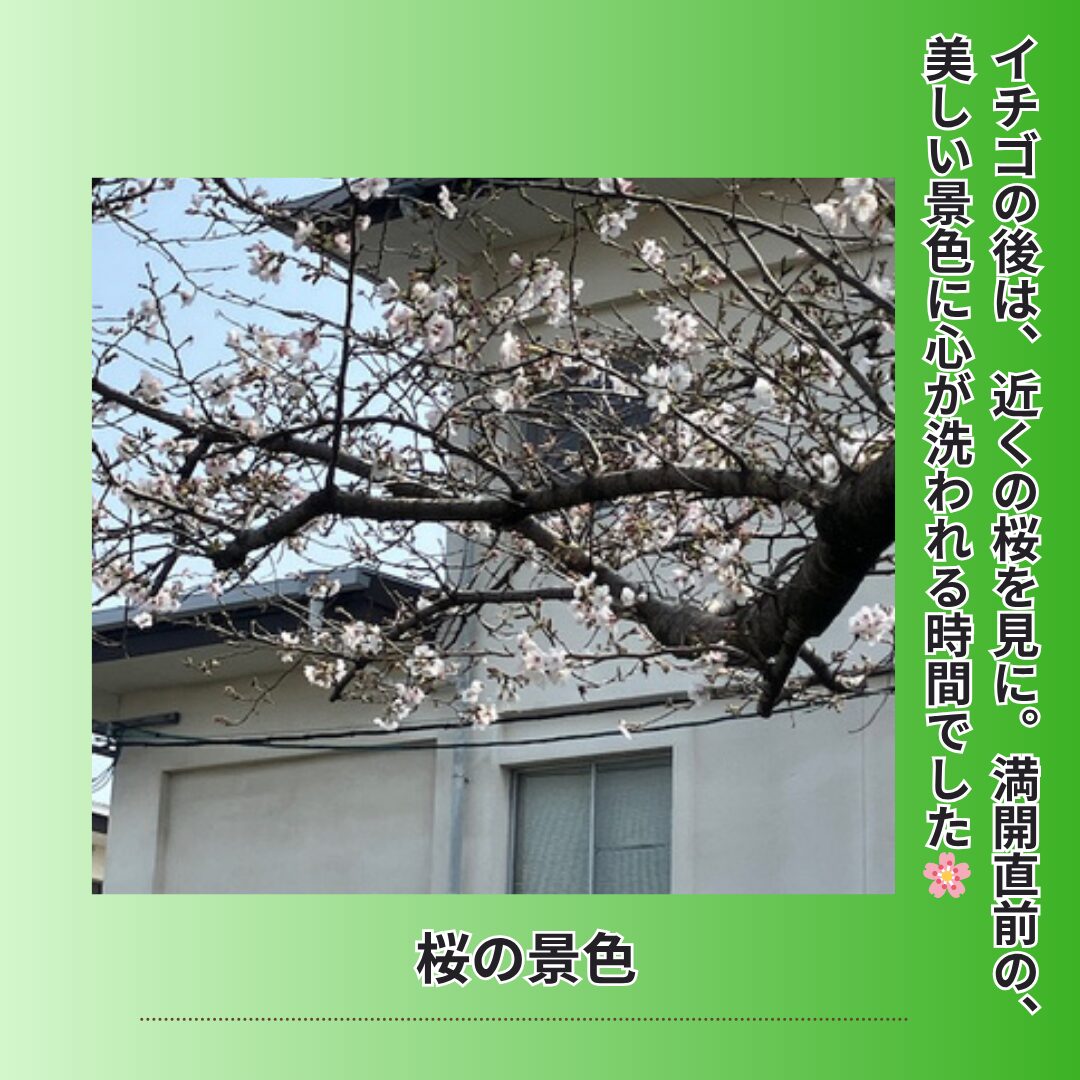 満開直前の美しい桜の景色